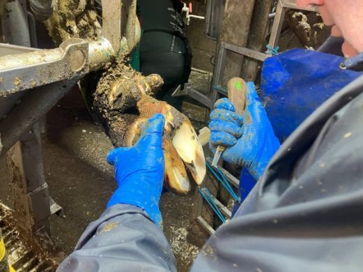 Hoof trimmer using a hoof knife to shape the sole and refine the claw after initial trimming.